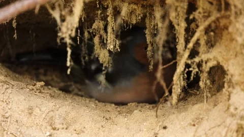 The finch is hiding in a burrow. Common chaffinch (Fringilla coelebs) is wide Stock Footage 156756247