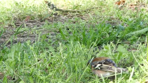 Finch jumping on a grass in Spring time - Fringilla coelebs Stock Footage 49870542