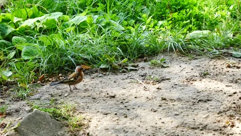 Finch jumping through the forest Stock Footage 249462722