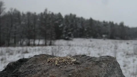 A finch lands in winter to get something to eat. Video stock 246600072