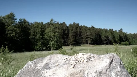 A finch makes a very nice approach and landing. Video stock 256150677