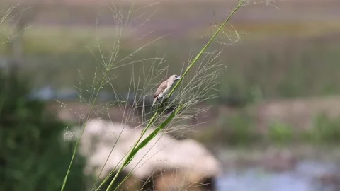 Finch At Nature Reserve Stock Footage 193381075