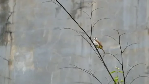 A finch perched on a branch Video stock 270485157