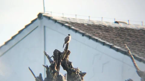 A finch perched on the end of a dry tree trunk Video stock 311381186