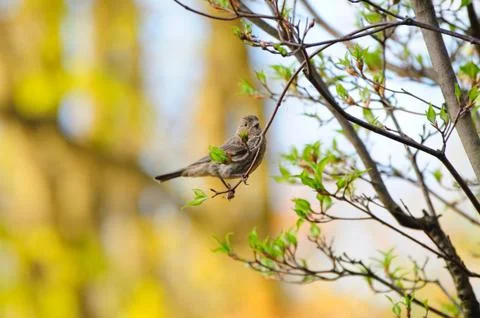Finch Fotos de archivo