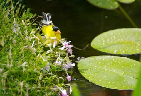 Finch by the pond. Stock Photos