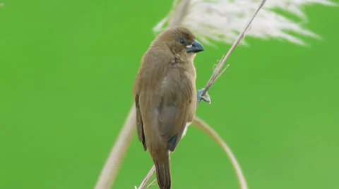 Finch On Reed Stock Footage 10592195