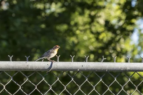 Finch sitting on top of a chain link fence with a green background Stock Photos