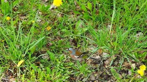 A finch in a spring meadow eats cone seeds. Stockbeeldmateriaal 274084617