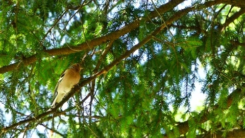 Finch on a spruce branch in the forest. Vídeo Stock 249462639