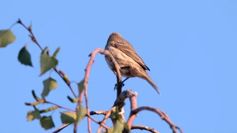 Finch at sunrise perched on top tree branch in autumn Stock Footage 240074397