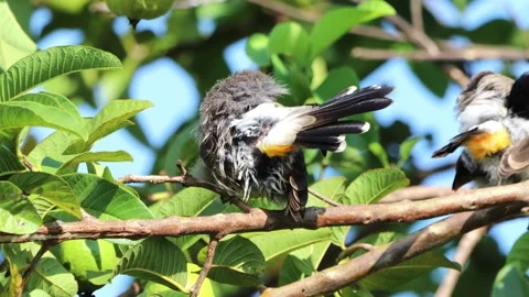 A finch was perched on a tree branch 動画素材 286993920