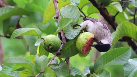 A finch was perched on a tree branch Stock Footage 286993948