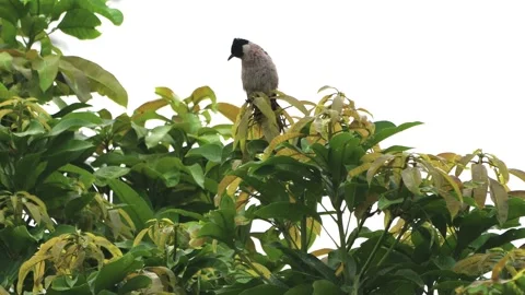 A finch was perched on a tree branch Stock Footage 286994011