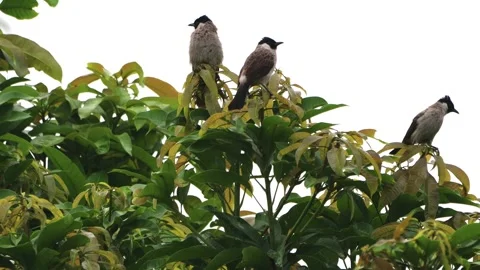 A finch was perched on a tree branch Stock Footage 286994032