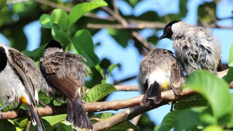 A finch was perched on a tree branch Stock Footage 286994364