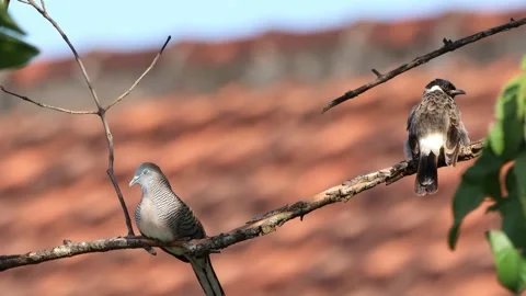 A finch was perched on a tree branch Stock Footage 286994818
