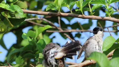 A finch was perched on a tree branch 動画素材 286994875