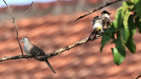 A finch was perched on a tree branch Stock Footage 286995563