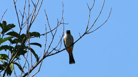 A finch was perched on a tree branch Stock Footage 286996713