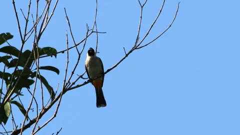 A finch was perched on a tree branch Stock Footage 286996807