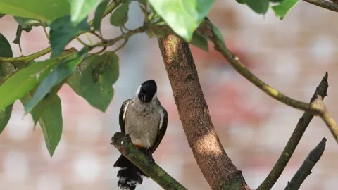 A finch was perched on a tree branch Stock Footage 286996957