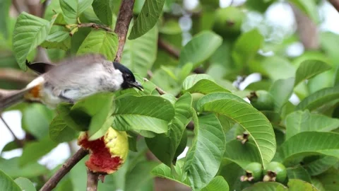 A finch was perched on a tree branch Stock Footage 286997083