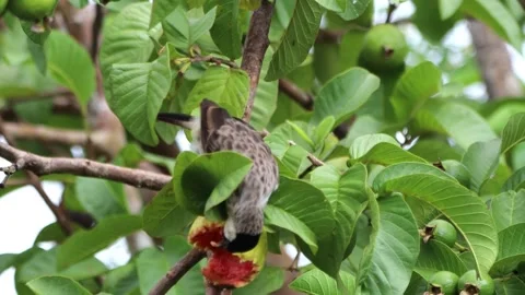 A finch was perched on a tree branch Stock Footage 286997331