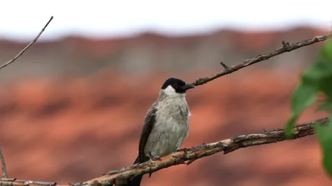A finch was perched on a tree branch Stock Footage 286997842