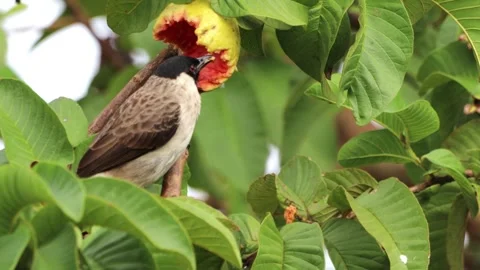 A finch was perched on a tree branch Stock Footage 286997995