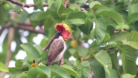 A finch was perched on a tree branch Stock Footage 286998469