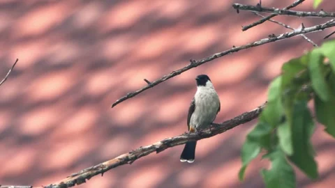 A finch was perched on a tree branch Stock Footage 286998621