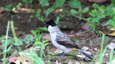 A finch was perched on a tree branch Stock Footage 287000004