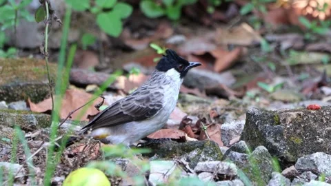 A finch was perched on a tree branch Stock Footage 287000164