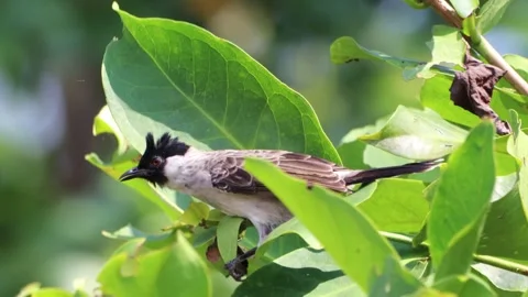 A finch was perched on a tree branch 動画素材 287000280