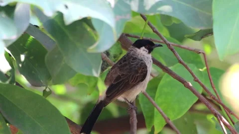 A finch was perched on a tree branch Stock Footage 287000281