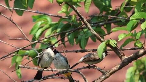 A finch was perched on a tree branch Stock Footage 287000428