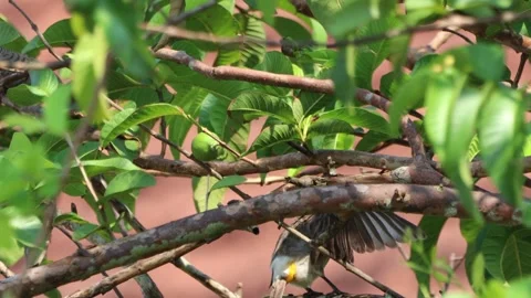 A finch was perched on a tree branch 動画素材 287001107
