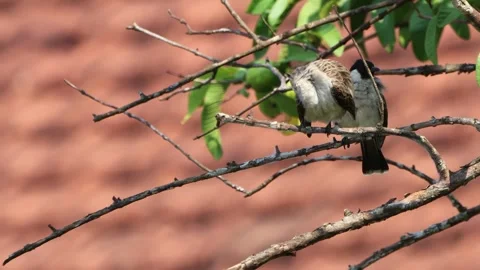 A finch was perched on a tree branch Stock Footage 287001268
