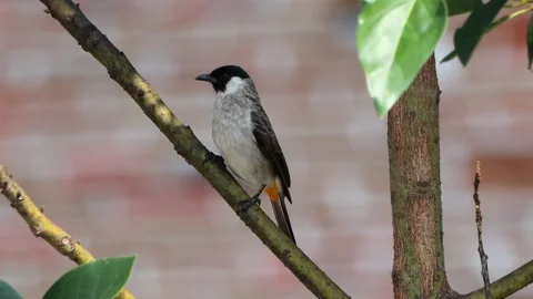 A finch was perched on a tree branch Stock Footage 287001591