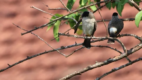 A finch was perched on a tree branch Stock Footage 287001959