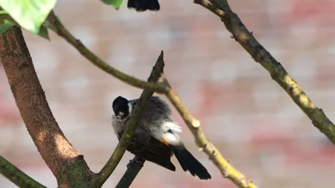 A finch was perched on a tree branch Stock Footage 287001985