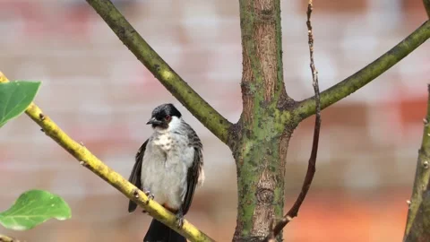 A finch was perched on a tree branch Stock Footage 287002147