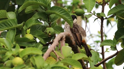 A finch was perched on a tree branch 库存影片 287002255