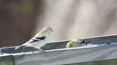 Finches 8 Video stock 86670762