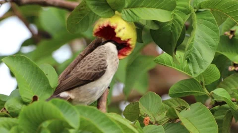 Three finches playing in the tree in the | Stock Video | Pond5