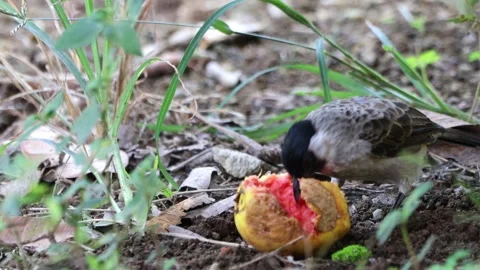 Three finches playing in the tree in the | Stock Video | Pond5