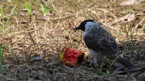 Three finches playing in the tree in the | Stock Video | Pond5