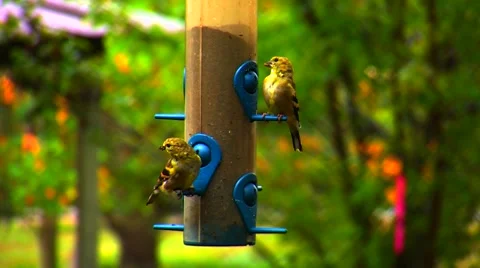 Finches at a Bird Feeder Stock Footage 904796