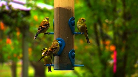 Finches at a Bird Feeder Video stock 904824